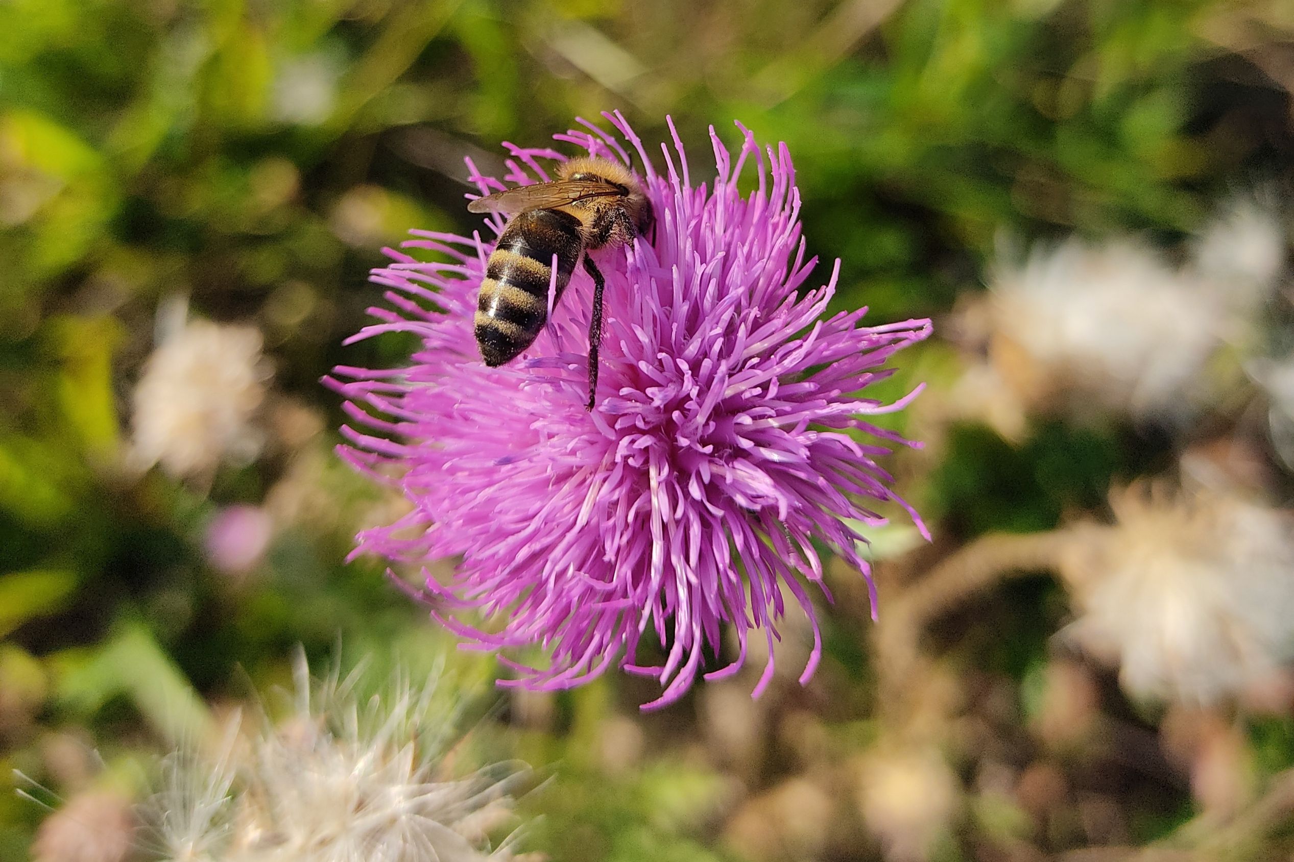 Eine Wespe sitzt auf einer Blume.