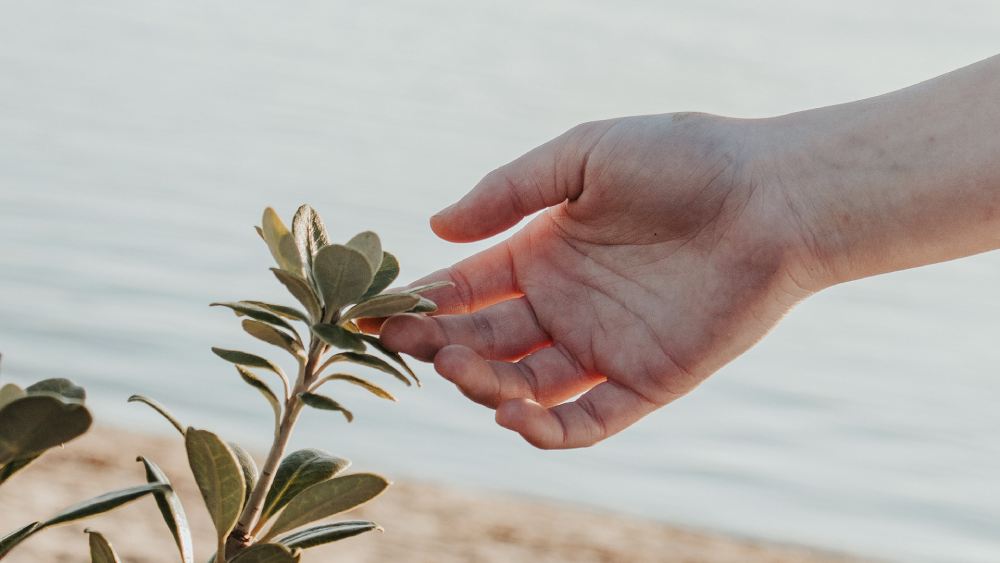 Nachhaltig Energie beziehen - MAXENERGY pflanzt pro Kunde einen Baum im Monat