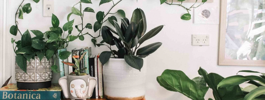 So kannst Du umweltfreundlich WOhnen! Wir haben Tipps und Tricks wie Dein Zuhause grüner wird.