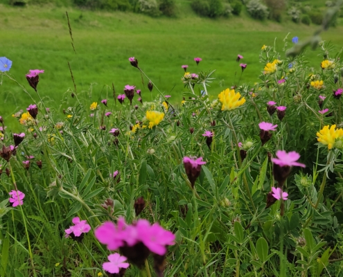 Eine Blumenwiese in Österreich