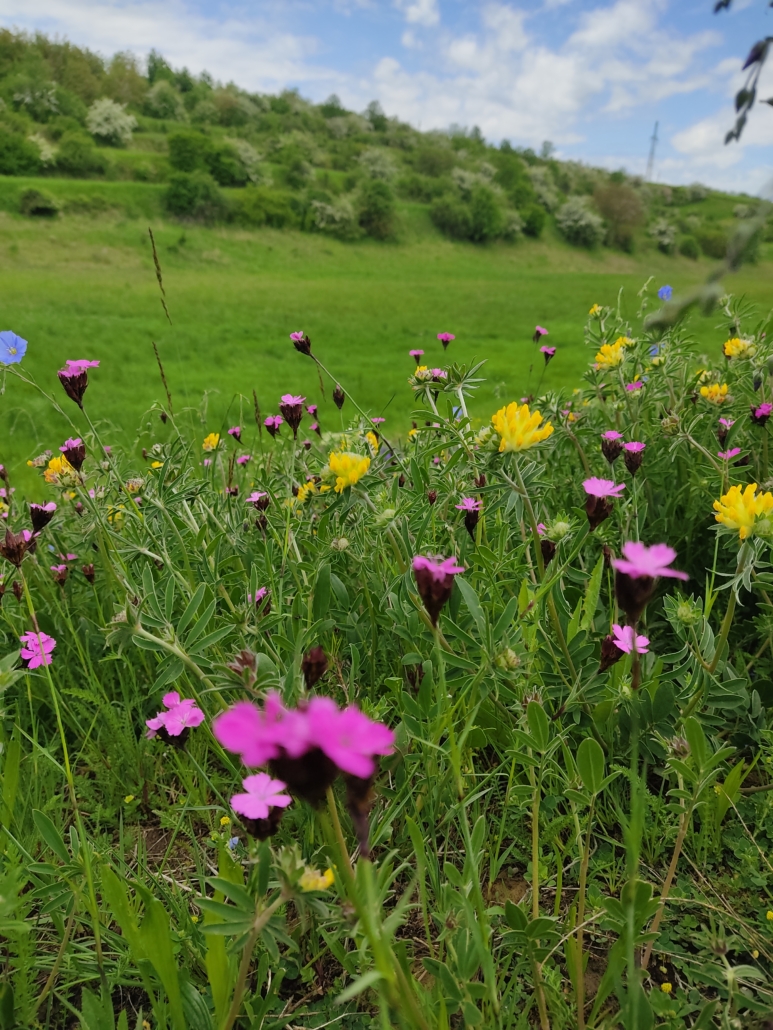 Eine Blumenwiese in Österreich