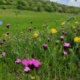 Eine Blumenwiese in Österreich