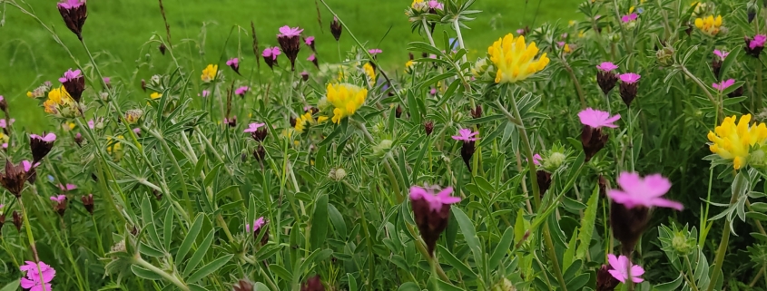 Eine Blumenwiese in Österreich