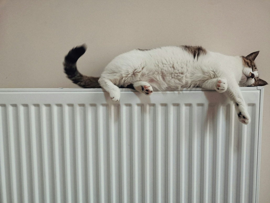 heizen, katze auf heizung