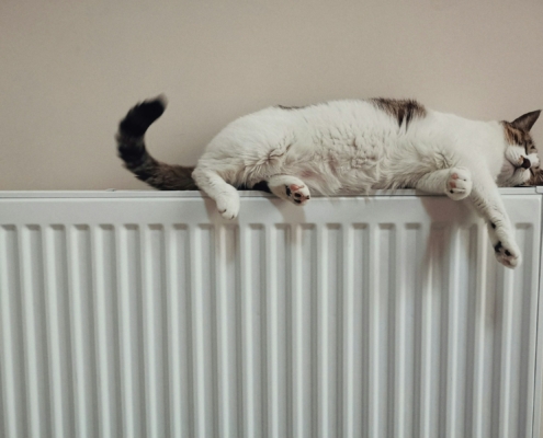 heizen, katze auf heizung