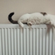 heizen, katze auf heizung