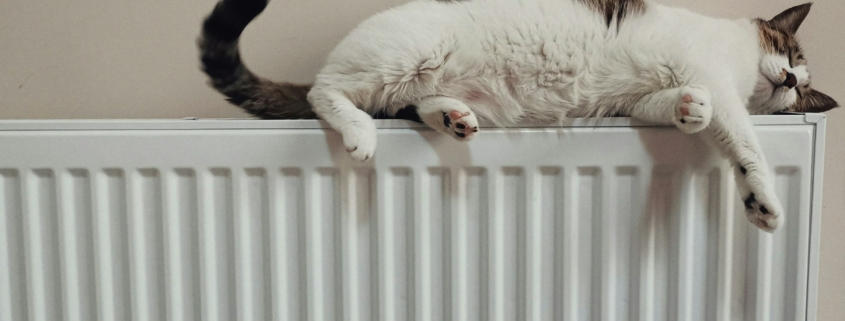 heizen, katze auf heizung